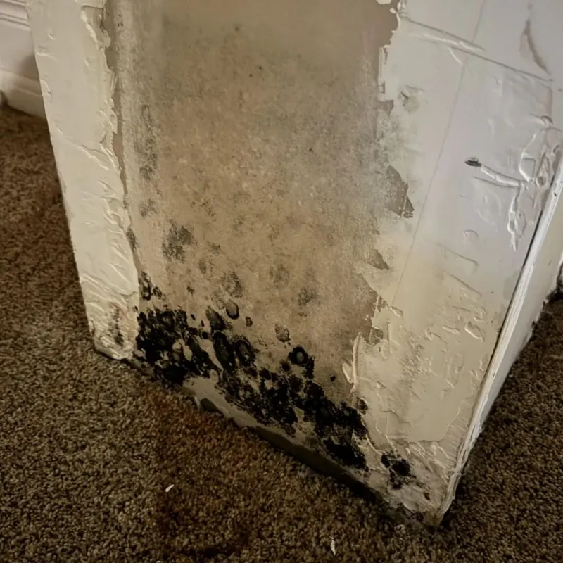 Professional Mold Removal in Logansport, IN